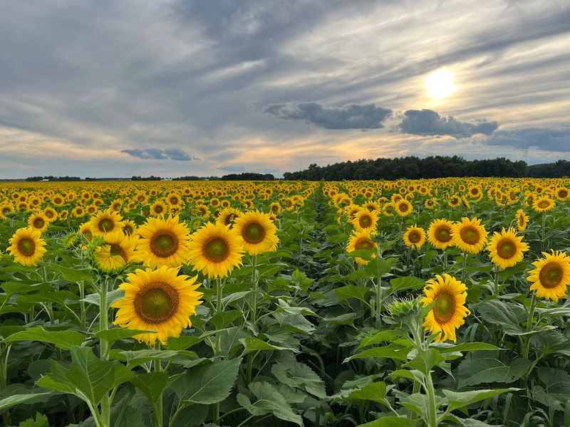 Pick Your Own Sunflowers to Take Home Pick Your Own Sunflowers to Take Home