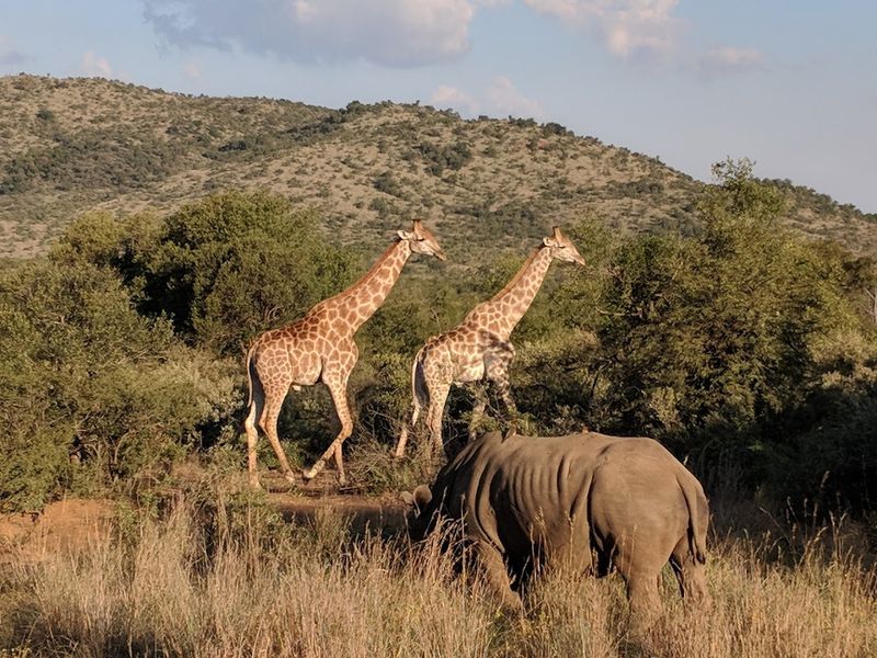 Pilanesberg National Park, North West, South Africa