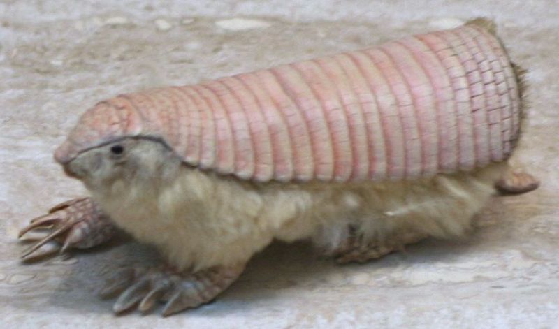 Pink Fairy Armadillo Pink Fairy Armadillo