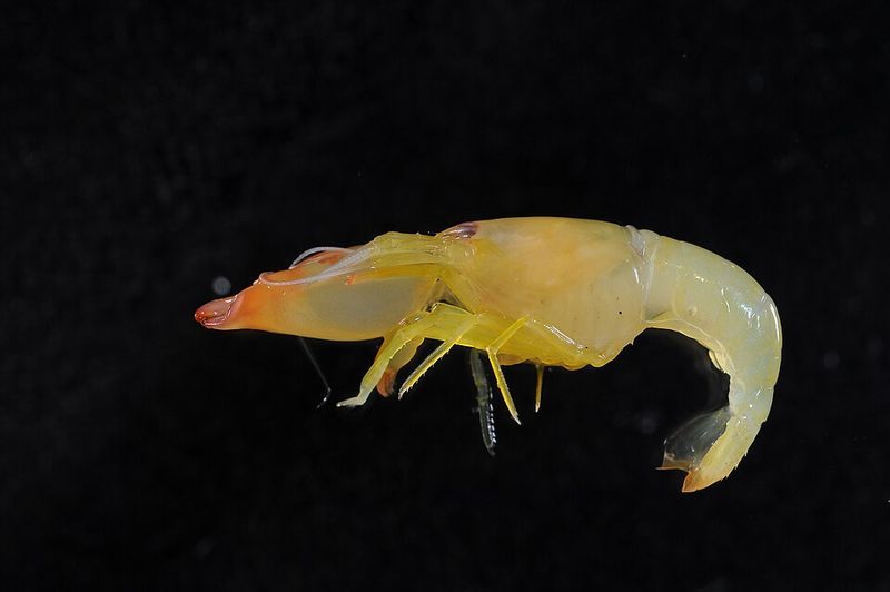 Pistol Shrimp Create Shockwaves Pistol Shrimp Create Shockwaves