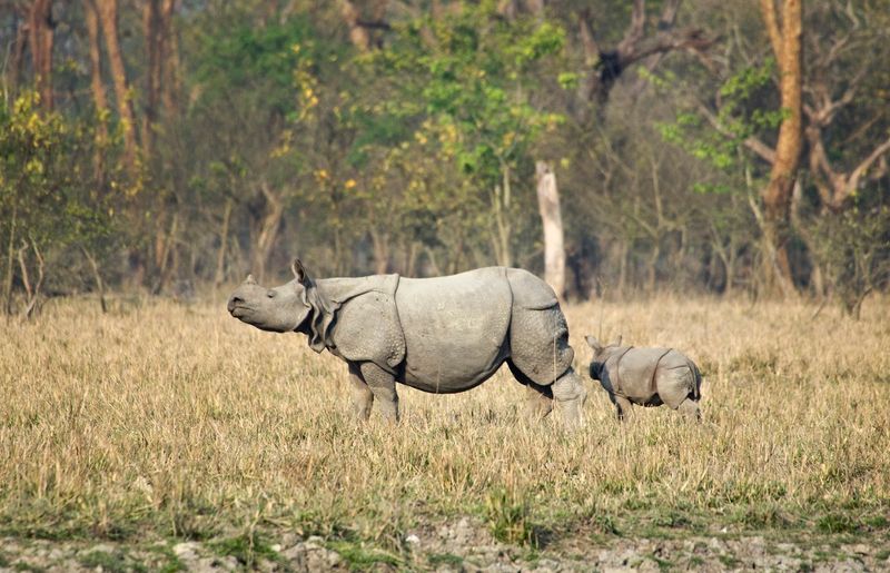 Pobitora Wildlife Sanctuary, Assam, India Pobitora Wildlife Sanctuary, Assam, India