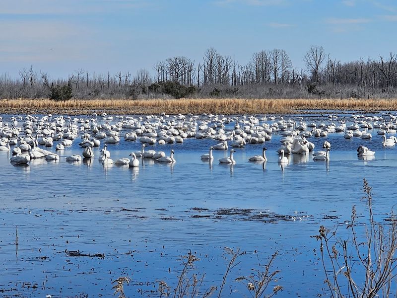 Pocosin Lakes National Wildlife Refuge — Columbia, North Carolina