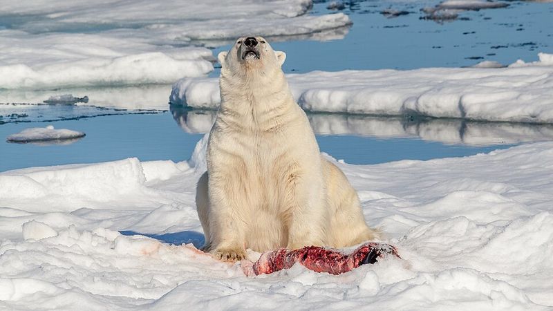 Polar Bear