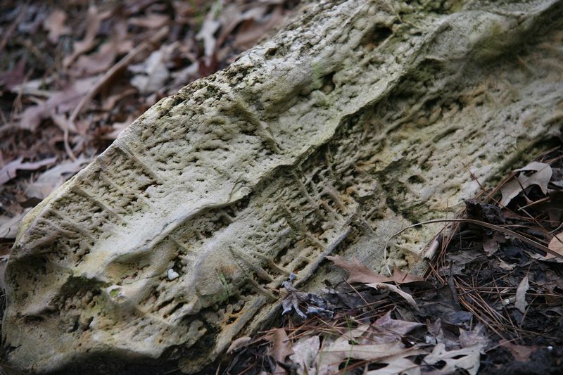 Ponds, Bridges, and Petrified Wood