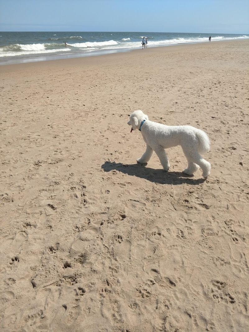 Poodle Beach, Rehoboth Beach, Delaware