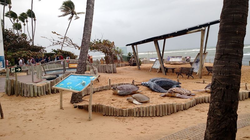 Praia Do Forte, Bahia, Brazil