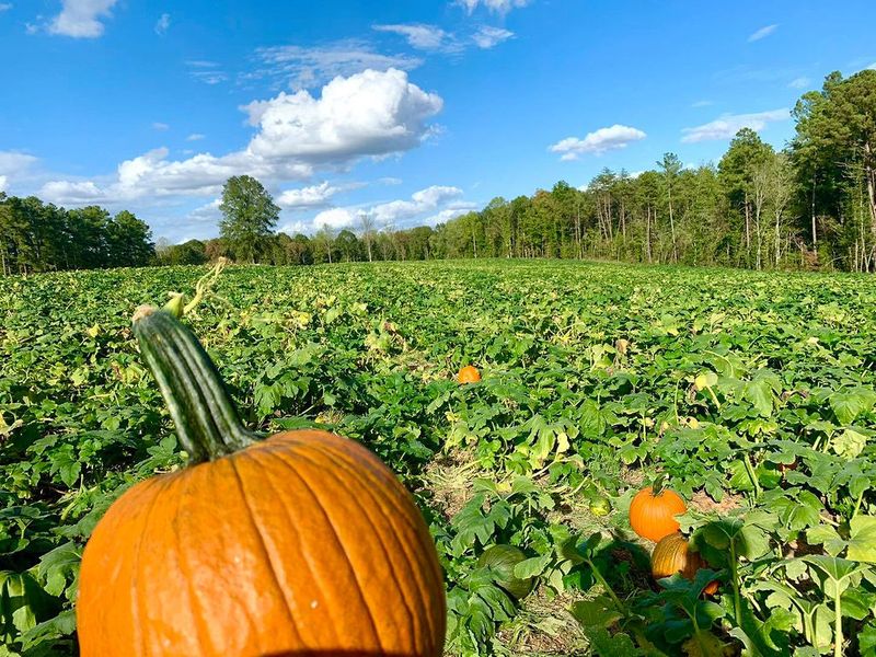 Pumpkin Patch Magic When Fall Rolls In Pumpkin Patch Magic When Fall Rolls In