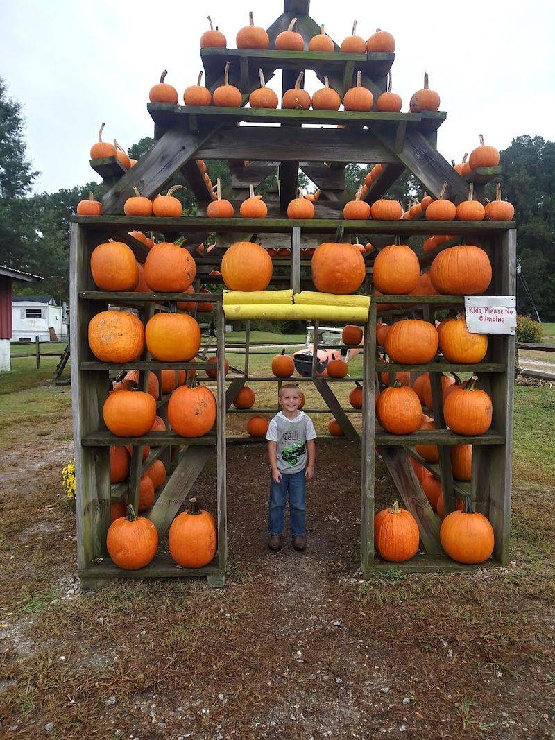 Pumpkin Patches, Free Pumpkins, and Fall Festival Vibes Pumpkin Patches, Free Pumpkins, and Fall Festival Vibes