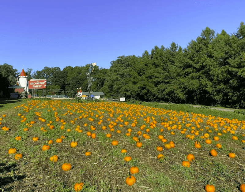 Pumpkin Picking Season: Fall at the Farm Pumpkin Picking Season: Fall at the Farm
