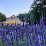 Purple Fields and Calming Aromas Make This North Carolina Farm Feel Almost Magical
