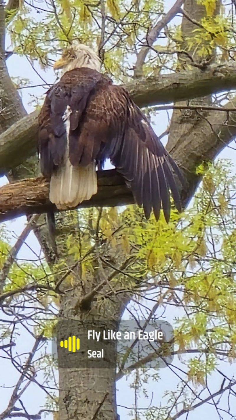 Purple Martins and Wildlife Worth Watching