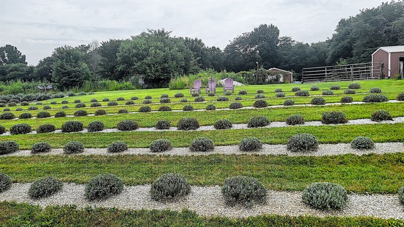 Purple Prairie Lavender Farm - Mount Carroll, Illinois Purple Prairie Lavender Farm - Mount Carroll, Illinois