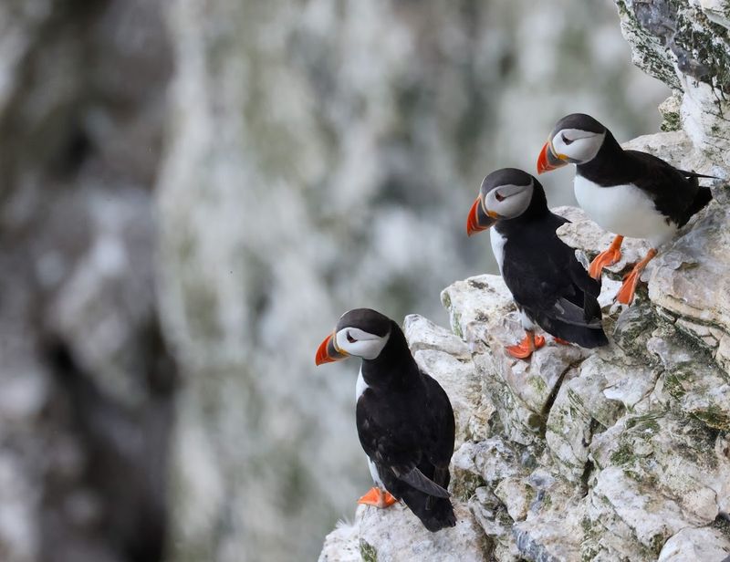 RSPB Bempton Cliffs, Bempton, East Riding Of Yorkshire, England