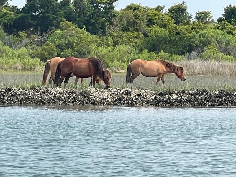 Rachel Carson Reserve — Beaufort, North Carolina