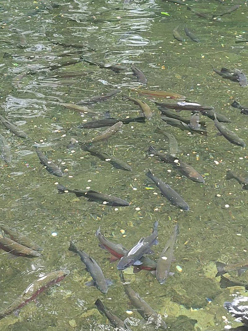 Rainbow Trout Ponds and Fish Feeding Fun