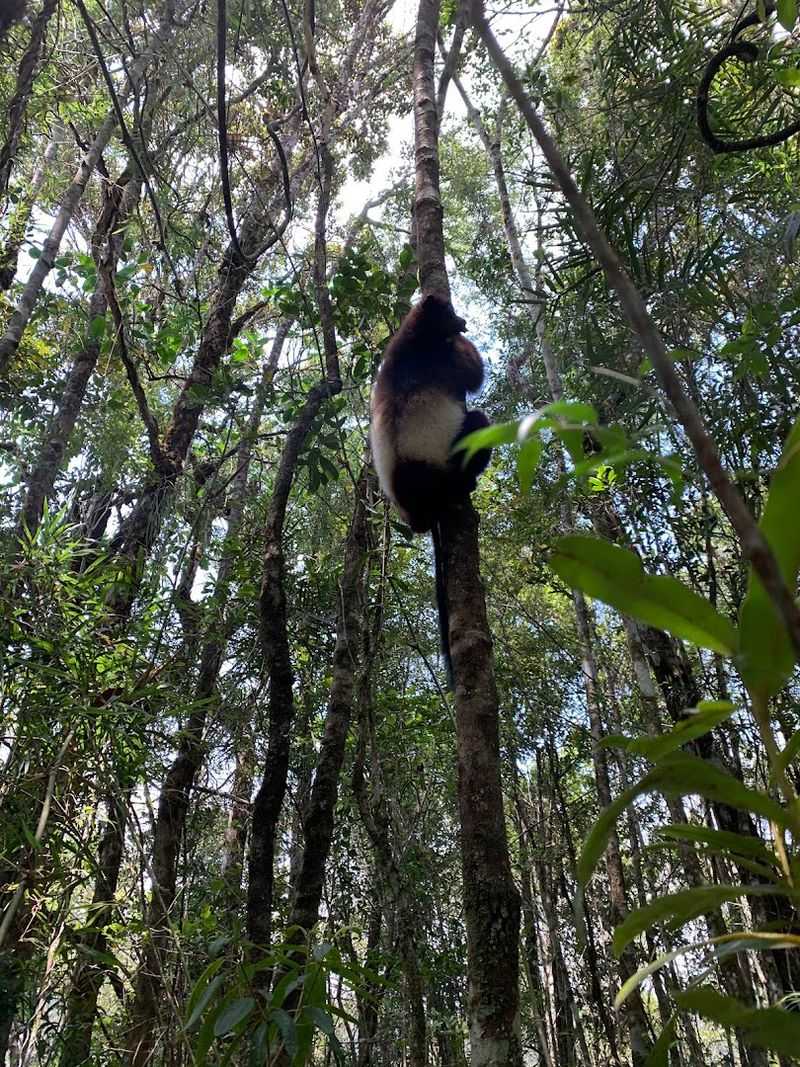 Ranomafana National Park, Vatovavy, Madagascar