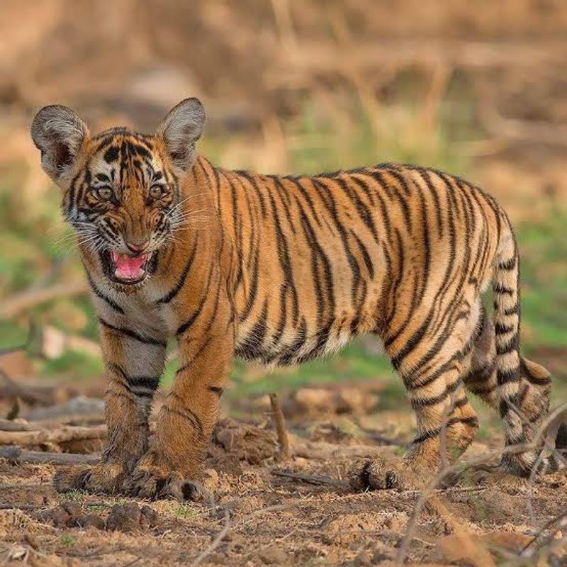 Ranthambore National Park, Rajasthan, India