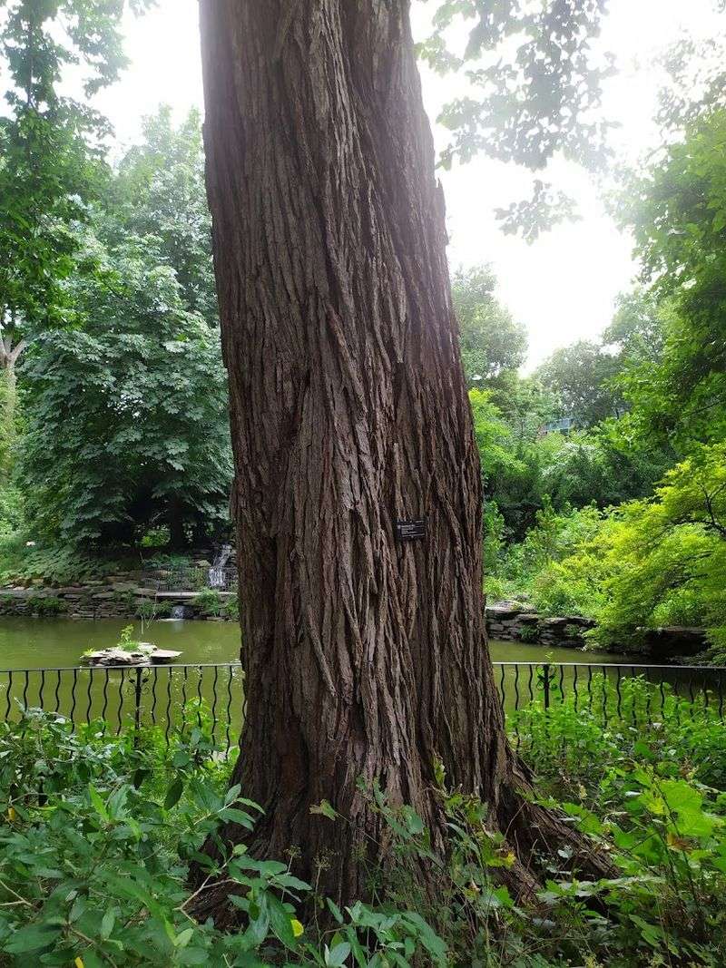 Rare Trees You Would Not Expect to Find in Philadelphia Rare Trees You Would Not Expect to Find in Philadelphia