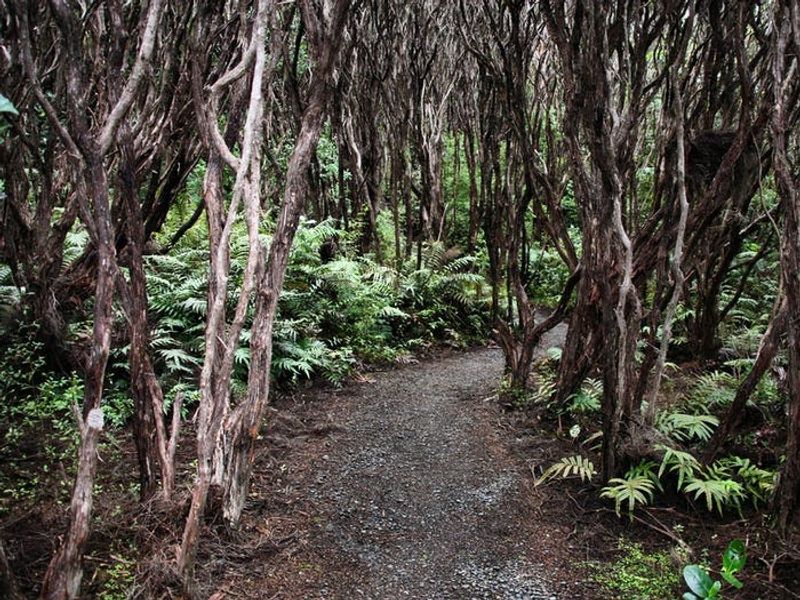 Rata Forest, New Zealand