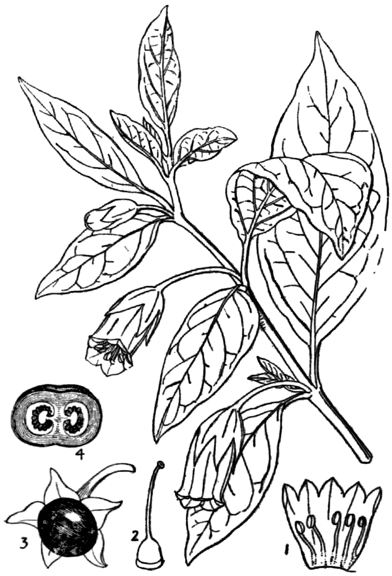 Recognizing Medicinal Plants Recognizing Medicinal Plants
