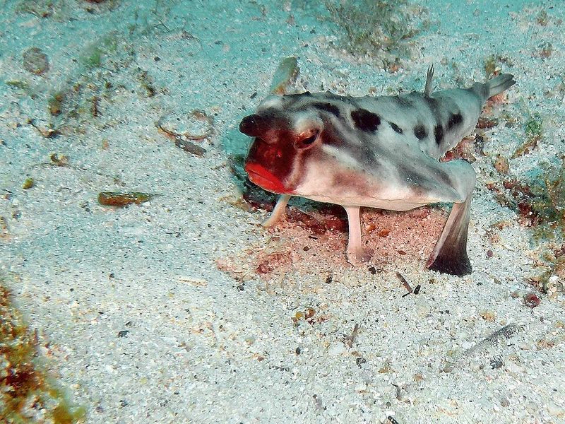 Red-Lipped Batfish Red-Lipped Batfish