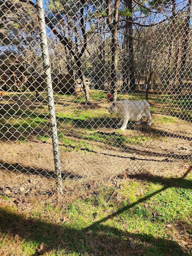 Red Wolves and Other Surprise Residents Red Wolves and Other Surprise Residents