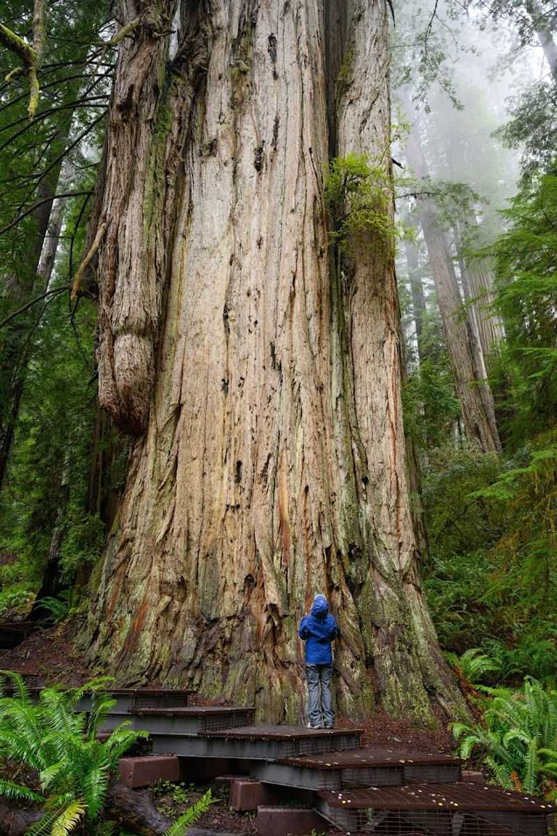 Redwood National and State Parks — California