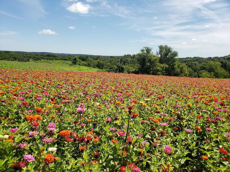Rendleman Orchards Flower Fields - Alto Pass, Illinois Rendleman Orchards Flower Fields - Alto Pass, Illinois
