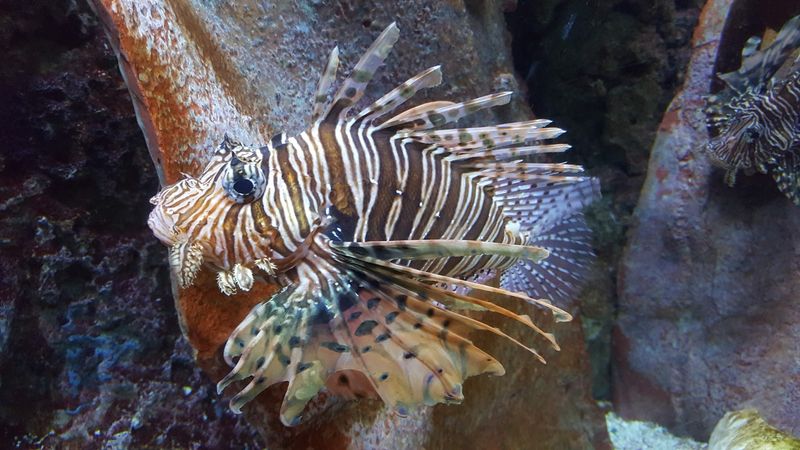 Reptile Gallery and Aquarium Exhibits Worth Slowing Down For Reptile Gallery and Aquarium Exhibits Worth Slowing Down For