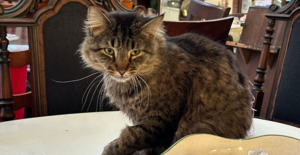 Rescue Cats and Hidden Treasures Make This North Carolina Flea Market Unlike Any Other