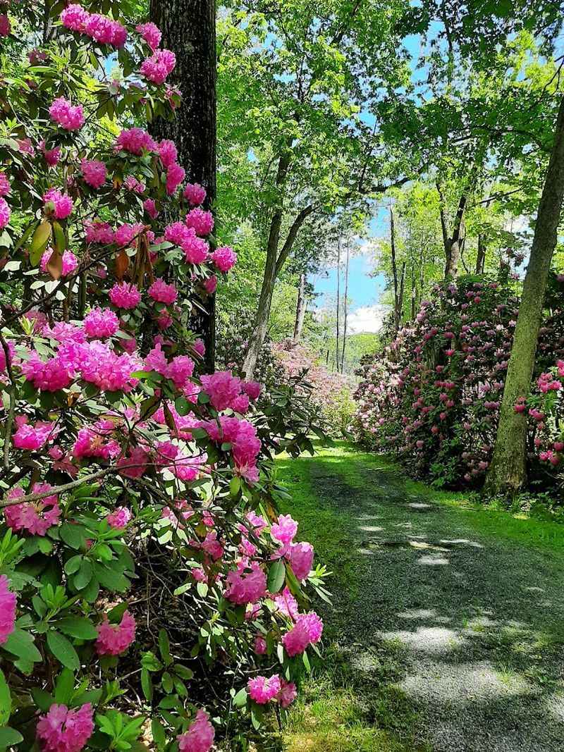 Rhododendron Season: When the Arboretum Truly Steals the Show