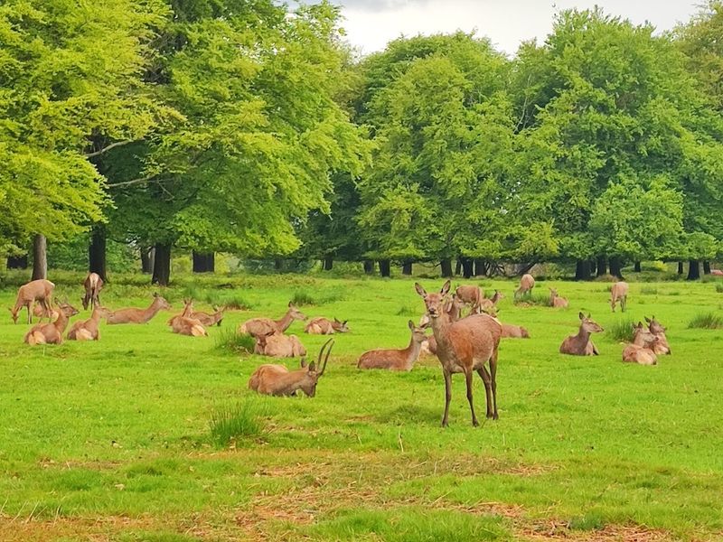 Richmond Park, London, England, United Kingdom