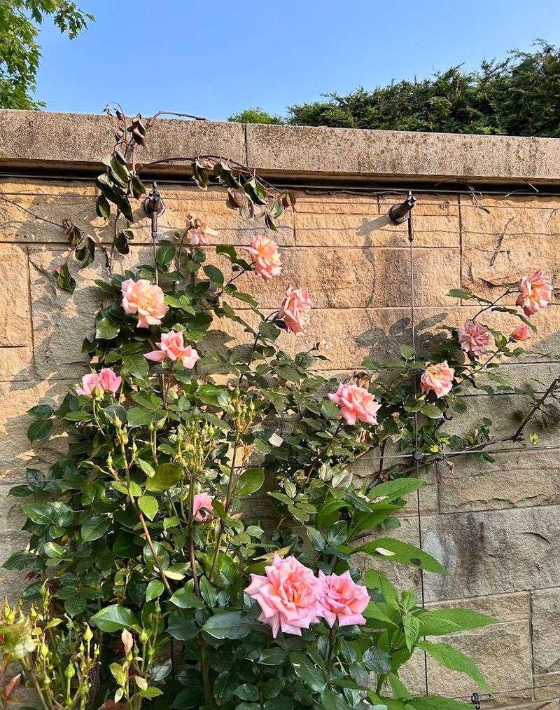 Roses, Tree Peonies, and a Walled Garden Built for the Senses