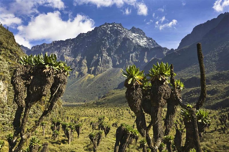 Rwenzori Mountains, Western Uganda Rwenzori Mountains, Western Uganda