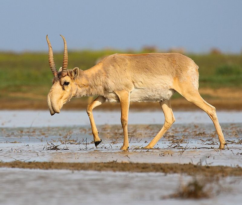 Saiga Antelope Saiga Antelope