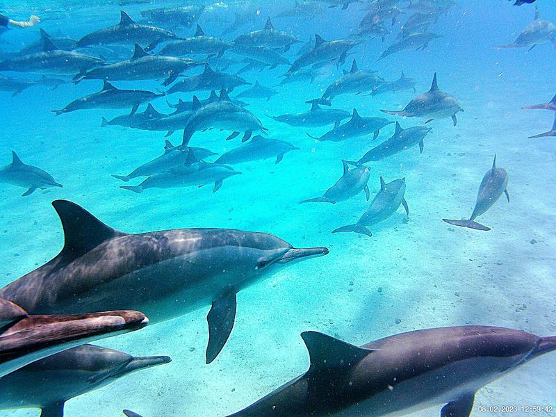 Sataya Reef, Red Sea, Egypt