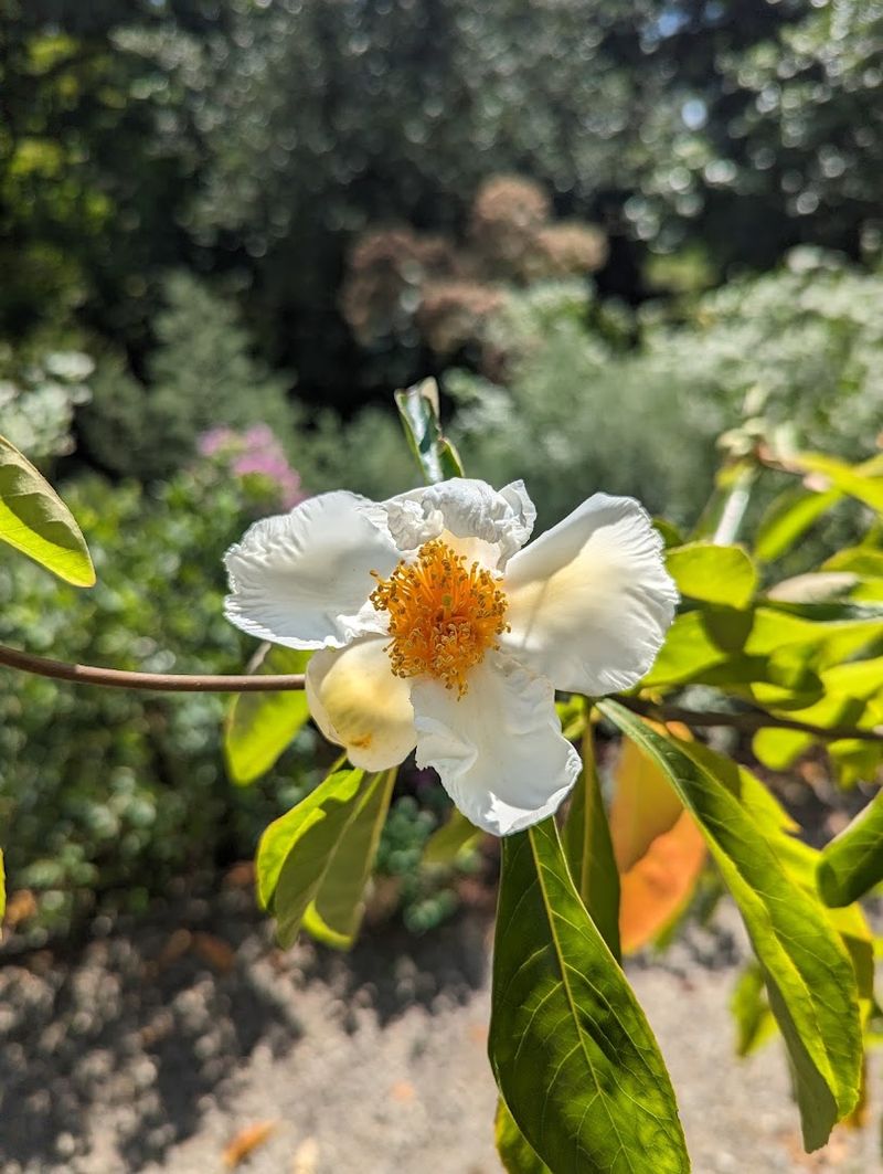 Saving a Flower From Disappearing Forever