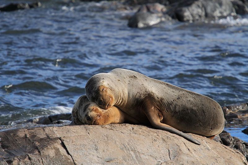 Sea Lion