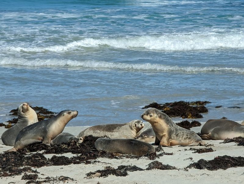 Seal Bay Conservation Park, Kangaroo Island, South Australia