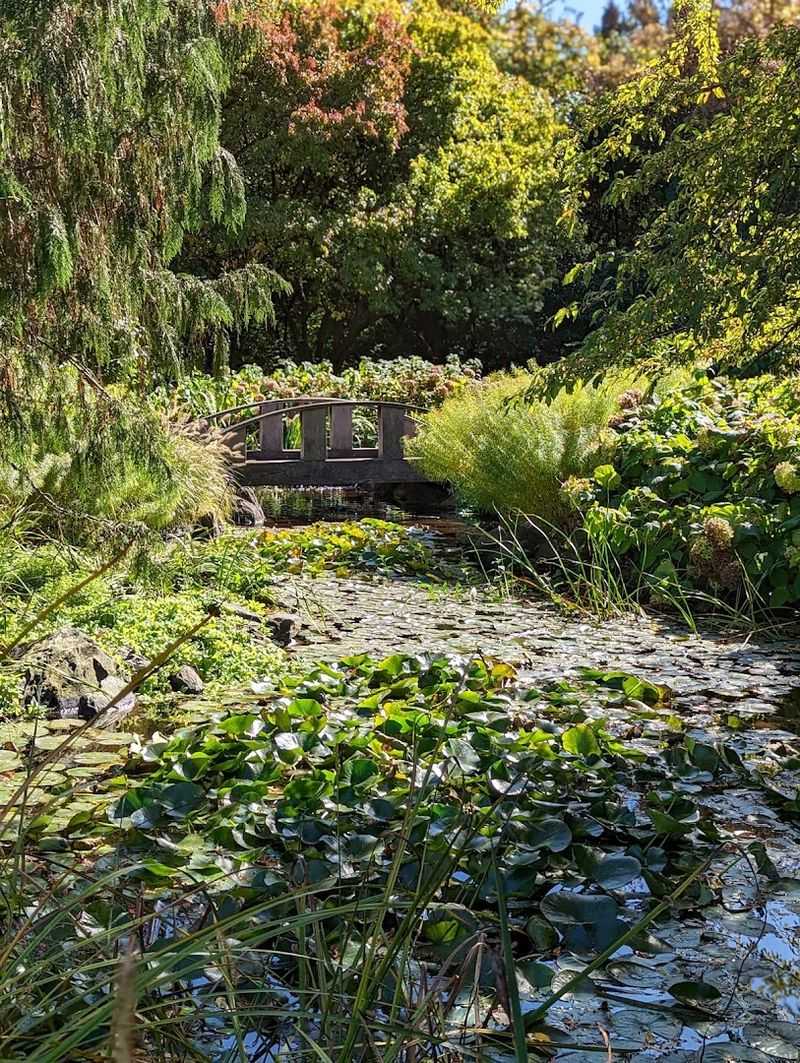 Seasonal Beauty That Changes the Whole Character of the Garden Seasonal Beauty That Changes the Whole Character of the Garden