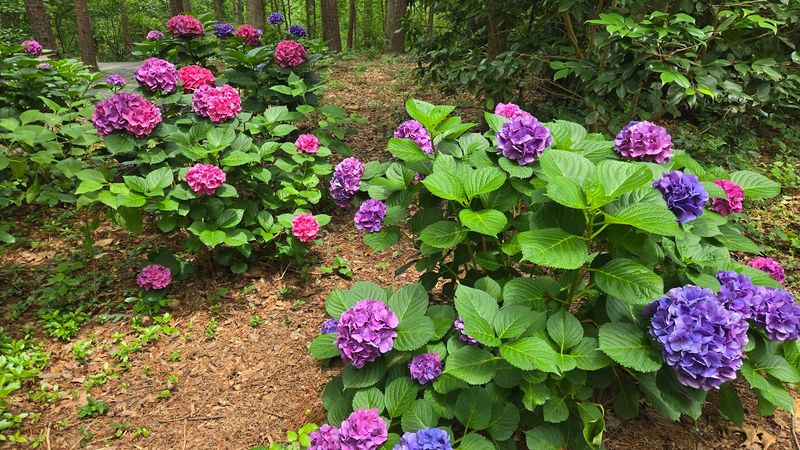 Seasonal Blooms That Transform the Garden All Year Long