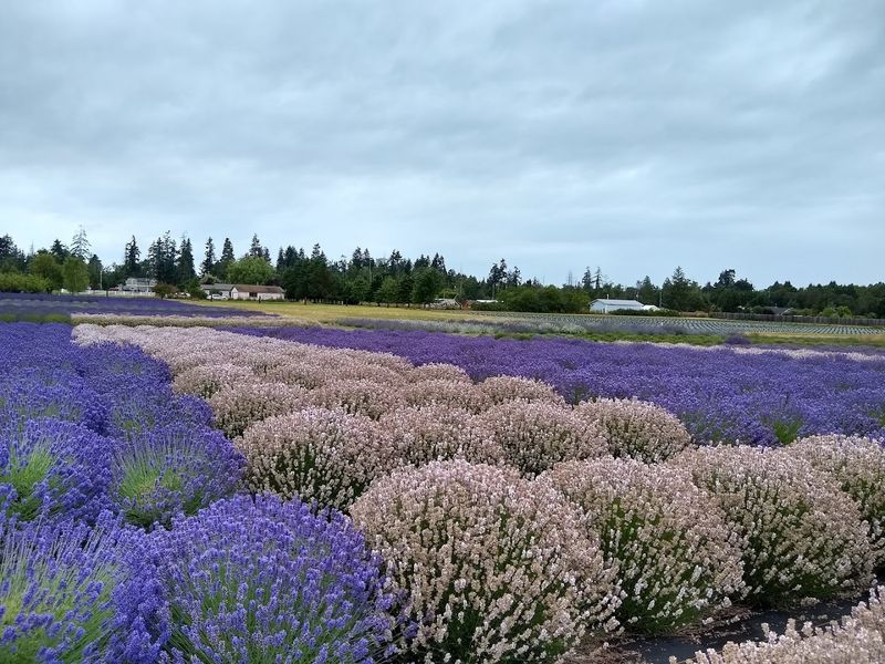 Sequim, Washington