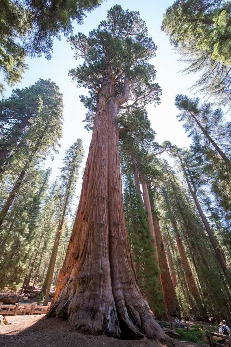 Sequoia National Forest — California