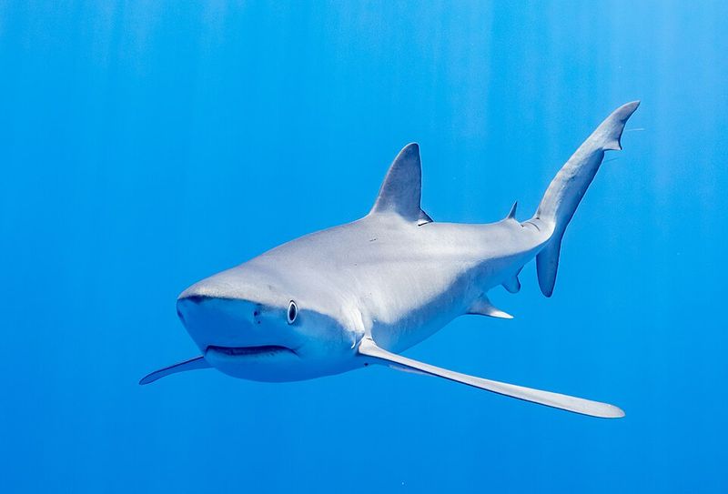 Shark (Bull, Tiger, and Great White)