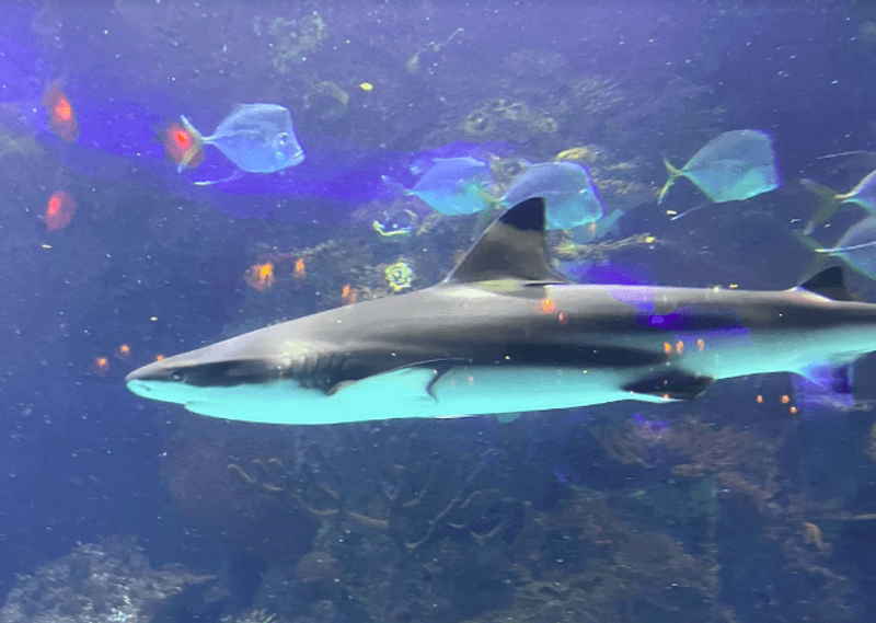 Sharks Are the Real Stars Here Sharks Are the Real Stars Here