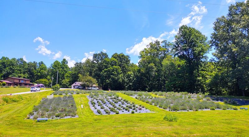 Shawnee Hills Lavender Farm - Cobden, Illinois Shawnee Hills Lavender Farm - Cobden, Illinois