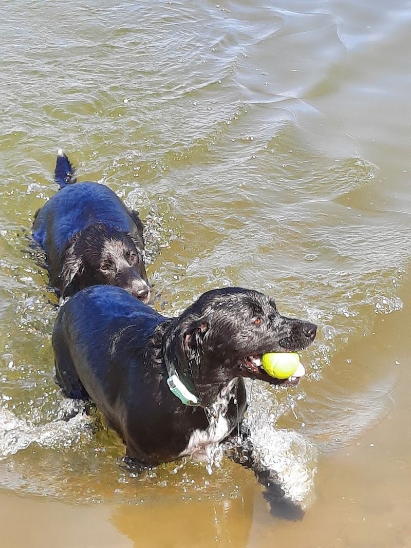 Shawnee Mission Park Dog Beach, Lenexa, Kansas