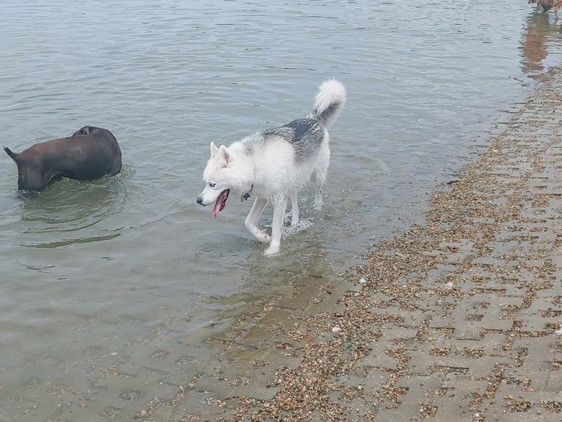 Shawnee Mission Park Dog Off-Leash Area, Shawnee, Kansas