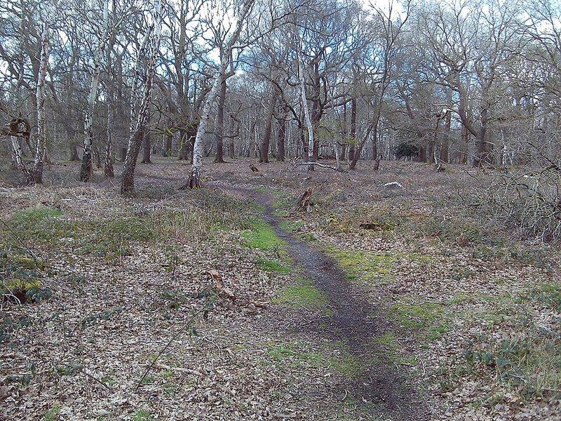 Sherwood Forest (England) Sherwood Forest (England)
