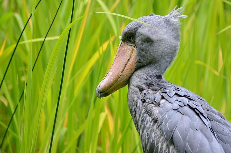 Shoebill Shoebill